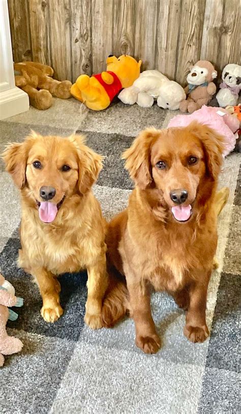 Taylormade mini goldens - Dec 5, 2017 · So... we have certainly been blessed with an abundance of little fur babies here at Taylormade kennels. November was an AMAZING month and a real roller coaster of a ride! 